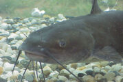 The Nashville Predator's CATFISH Tradition Dates Back To 2002